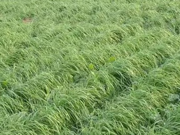 一年生黑麥草特高栽培技術(shù)與收割利用 一年生黑麥草特高栽培技術(shù)與收割利用