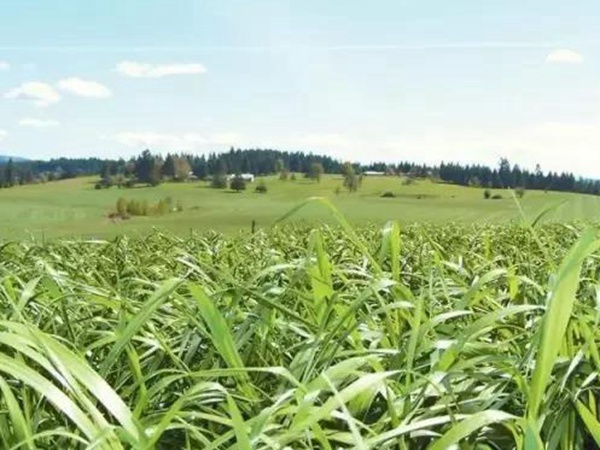 高產(chǎn)優(yōu)質(zhì)牧草一年生黑麥草品種—牧大師(Grazemaster) 高產(chǎn)優(yōu)質(zhì)牧草一年生黑麥草品種—牧大師(Grazemaster)