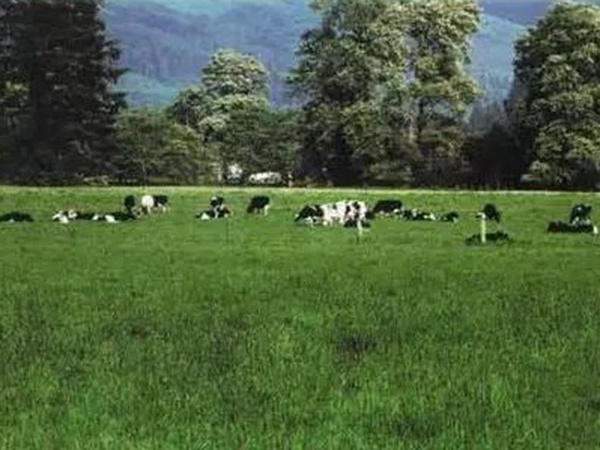 超越冬一年生黑麥草—冬鷹(Winter Hawk)耐寒能力強(qiáng) 超越冬一年生黑麥草—冬鷹(Winter Hawk)耐寒能力強(qiáng)