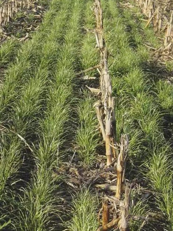 超越冬一年生黑麥草—冬鷹(Winter Hawk)耐寒能力強(qiáng) 超越冬一年生黑麥草—冬鷹(Winter Hawk)耐寒能力強(qiáng)