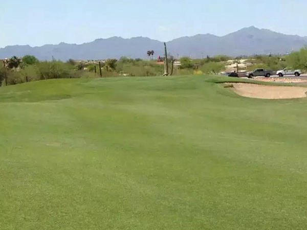 草坪型一年生黑麥草——突破（BREAKOUT WITH STT）