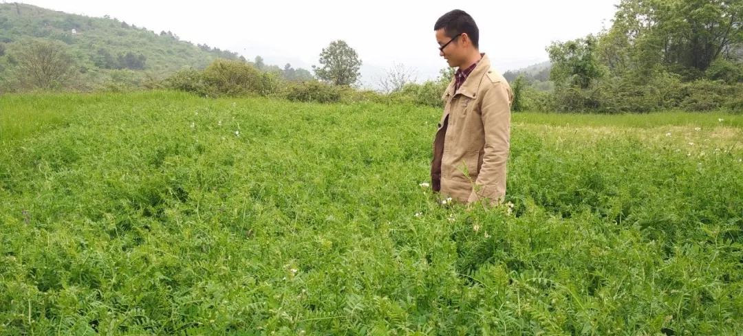 紫花苕種植技術(shù)與播種前處理方法