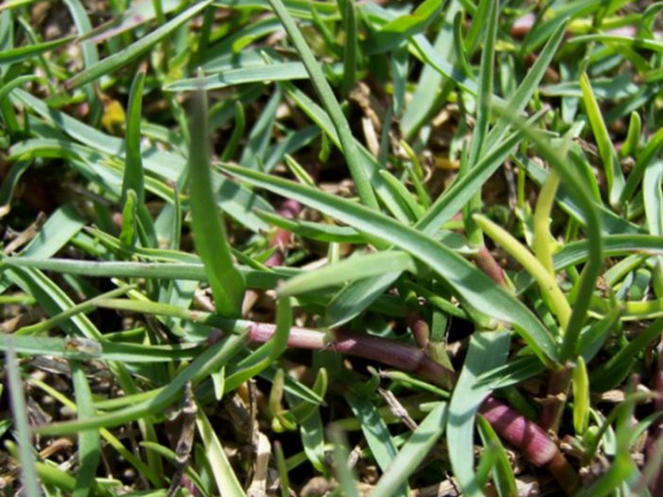 園林綠化中草坪種類的分類與鑒別要點(diǎn) 園林綠化中草坪種類的分類與鑒別要點(diǎn)