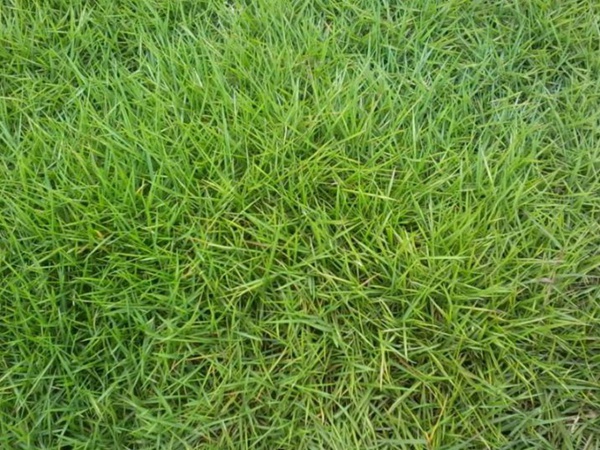 園林綠化中草坪種類的分類與鑒別要點(diǎn) 園林綠化中草坪種類的分類與鑒別要點(diǎn)