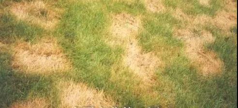 草坪常見蟲害，防治技巧有哪些