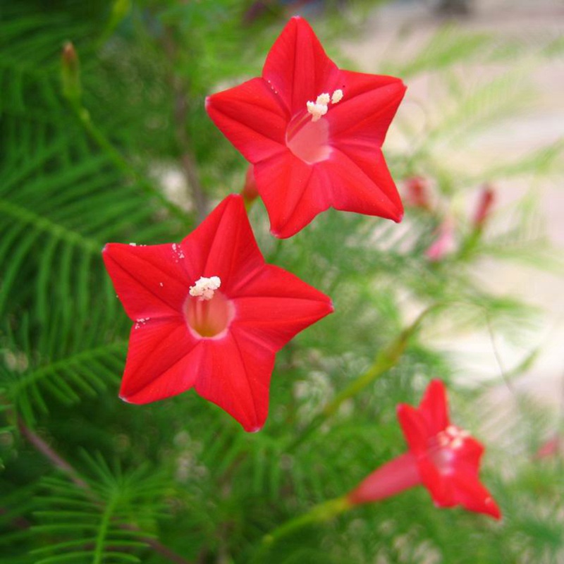 羽葉蔦蘿 羽葉蔦蘿