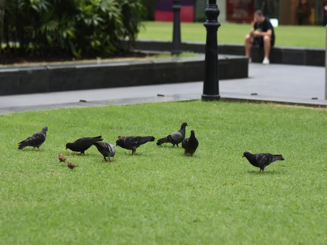 草坪如何才能美如畫(huà)，需要這幾個(gè)步驟