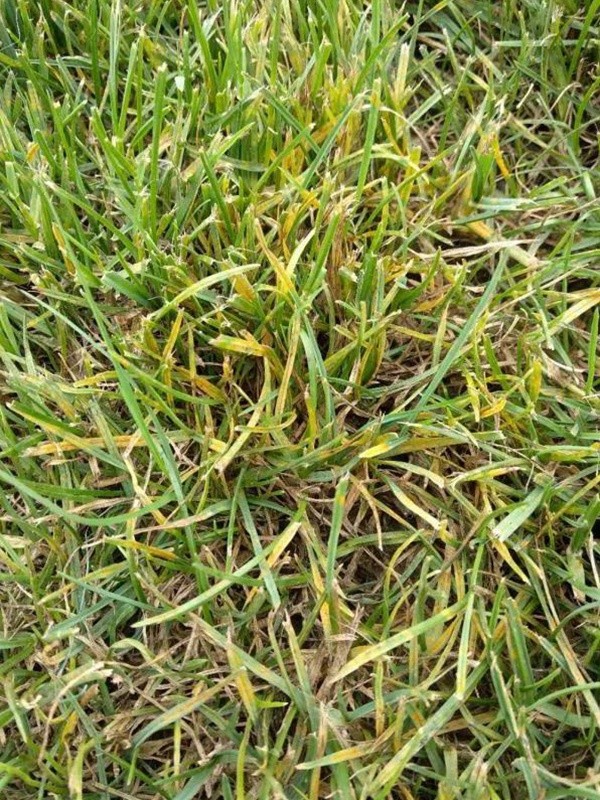 園林植保︱草坪銹病的發(fā)生及如何防治