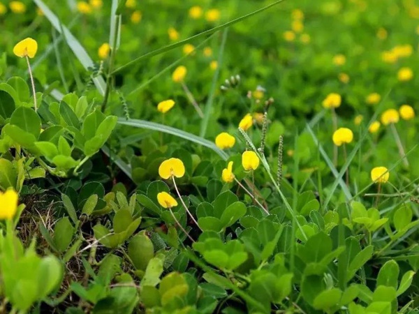 如何草坪除草，一定要用“草坪專用除草劑”？