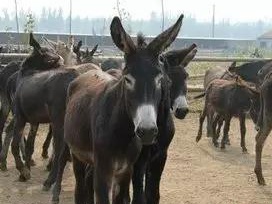 哪些牧草種子養(yǎng)驢比較好？種植率比較高？