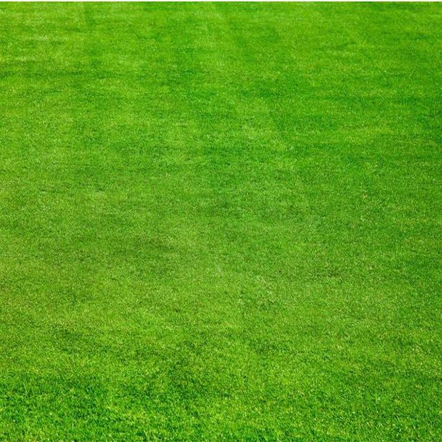 草坪綠化中的王者，護(hù)坡能力強大的的剪股穎草種