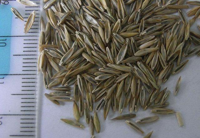 牧草種子——黑麥草什么季節(jié)播種比較好 牧草種子——黑麥草什么季節(jié)播種比較好