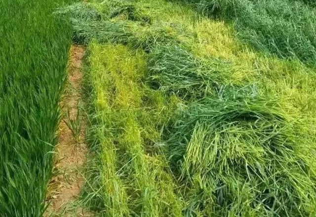 多年生黑麥草種植技術(shù)介紹與用途