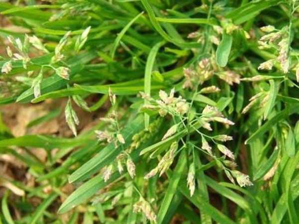 草坪種子——小麥田早熟禾怎么除？有什么方法去除？