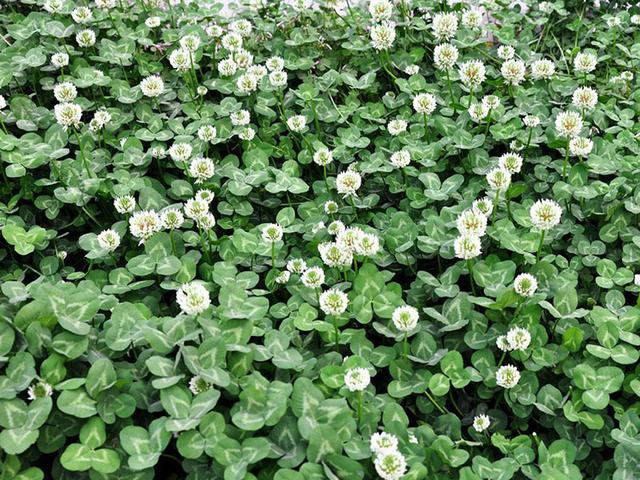 綠化草坪種子種植，白三葉的有點有哪些