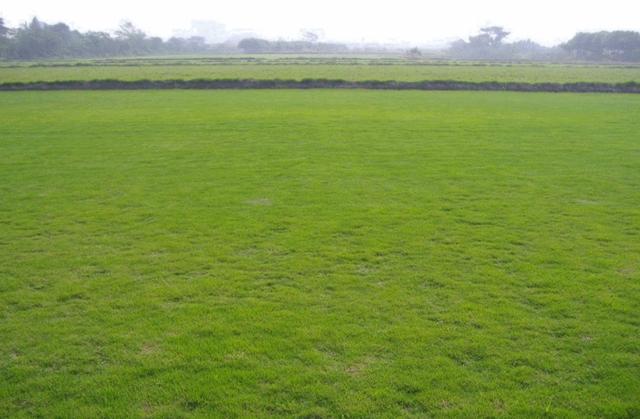 結(jié)縷草草坪草的經(jīng)濟價值及其種植管理技術(shù) 結(jié)縷草草坪草的經(jīng)濟價值及其種植管理技術(shù)