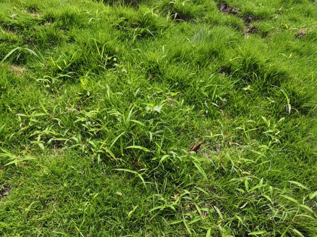 結(jié)縷草草坪雜草種植應(yīng)該注意什么，有哪些好的方法