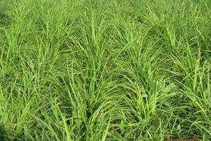 野牛草種植這幾個(gè)步驟一定要掌握好，種植就比較簡(jiǎn)單