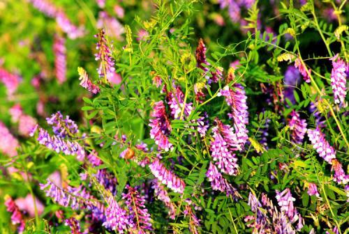 毛苕子的種植技術(shù)介紹以及播種時間 毛苕子的種植技術(shù)介紹以及播種時間