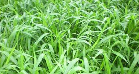 南方適合種植的牧草寬葉雀稗種子，喂牛適合的牧草種子