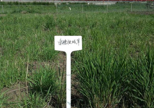 耐活堿草農(nóng)作物，要知道它的生物特性，種植起來很簡單