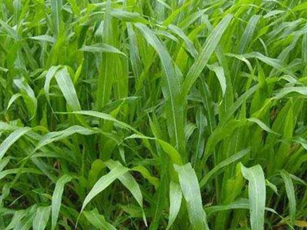 墨西哥玉米草種子哪家公司有賣？育苗方法是什么？