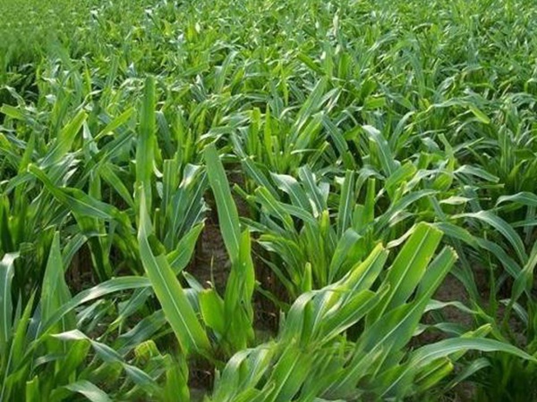 高產牧草墨西哥玉米好種植嗎？種植方法是什么？