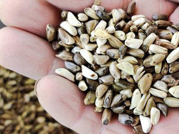 墨西哥玉米草出苗成活率是什么原因，怎么樣提高成活率？