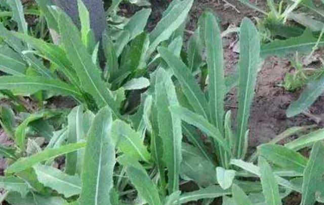 在田間小路看見的優(yōu)質(zhì)牧草-苦荬菜種植技術(shù)及品種價(jià)值 在田間小路看見的優(yōu)質(zhì)牧草-苦荬菜種植技術(shù)及品種價(jià)值