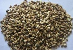 草木犀種植方法及特點(diǎn)介紹，什么時候種植比較好