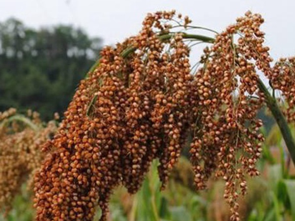 甜高粱簡(jiǎn)單如何播種，播種方法是什么？