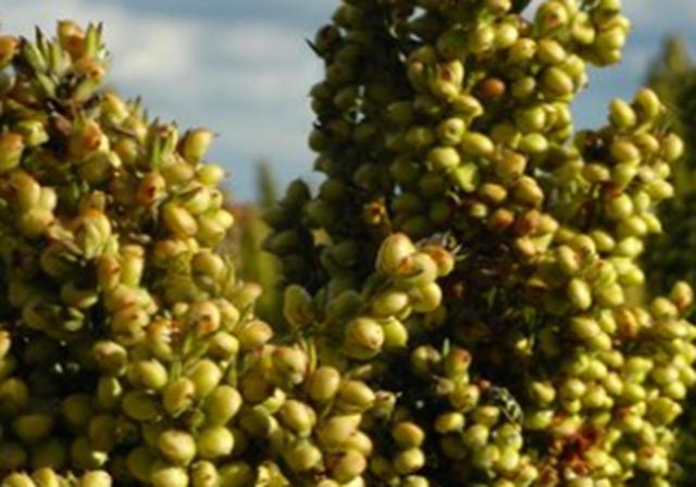 甜高梁種植技巧是什么，如何產(chǎn)量高