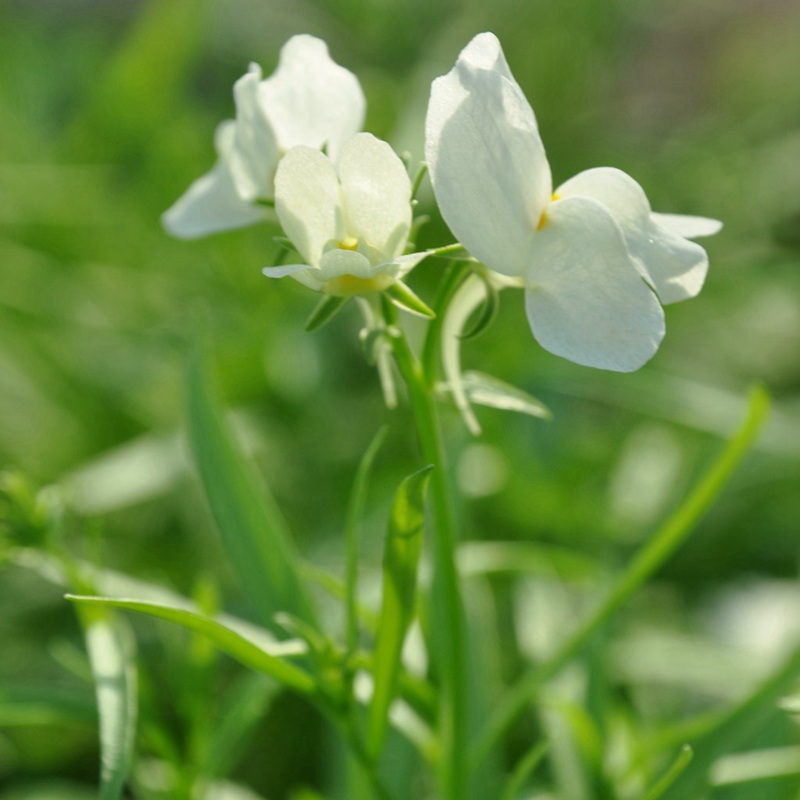 柳穿魚(yú) 柳穿魚(yú)