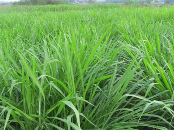 皇竹草養(yǎng)牛，種植皇竹草牧草一畝地可以養(yǎng)殖多少牛？