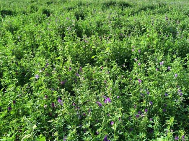 紫花苜蓿的種植技術(shù)介紹以及種植管理方法 紫花苜蓿的種植技術(shù)介紹以及種植管理方法