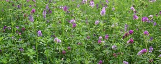紫花苜蓿草如何種植，紫花苜蓿種植需要幾個步驟？