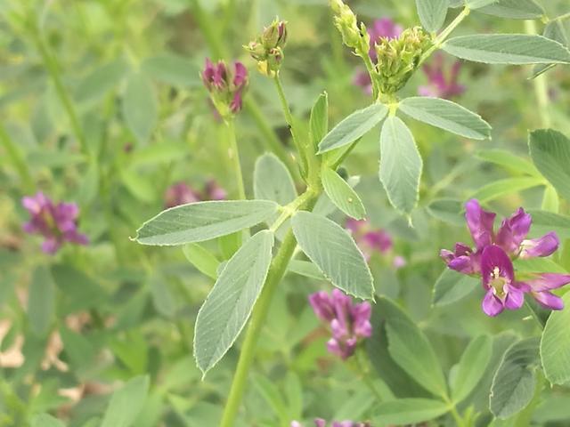 溫帶優(yōu)質(zhì)牧草——紫花苜蓿 溫帶優(yōu)質(zhì)牧草——紫花苜蓿