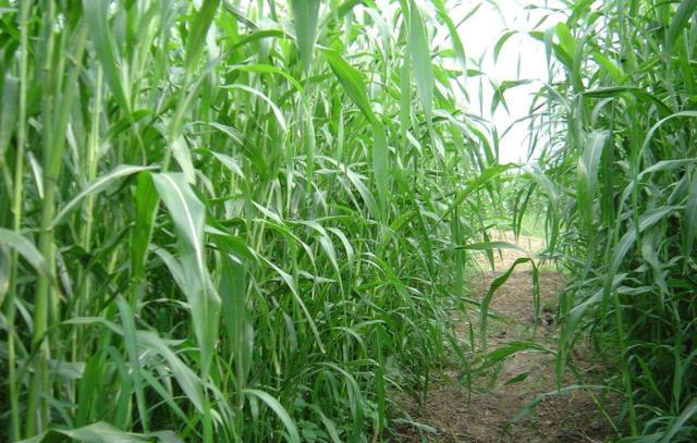 優(yōu)質(zhì)牧草——高丹草，種植高丹草種子如何高產(chǎn)？