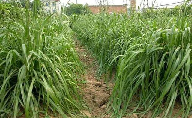 高丹草對(duì)環(huán)境有什么要求，在什么環(huán)境下存活