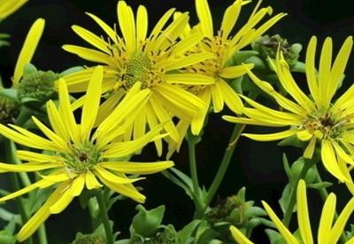 優(yōu)質(zhì)高產(chǎn)牧草——串葉松香草的種植方法