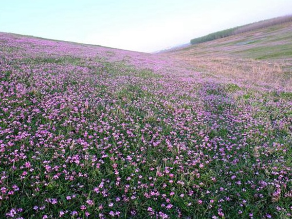 紫云英種植方法是什么？種植需要注意啥？