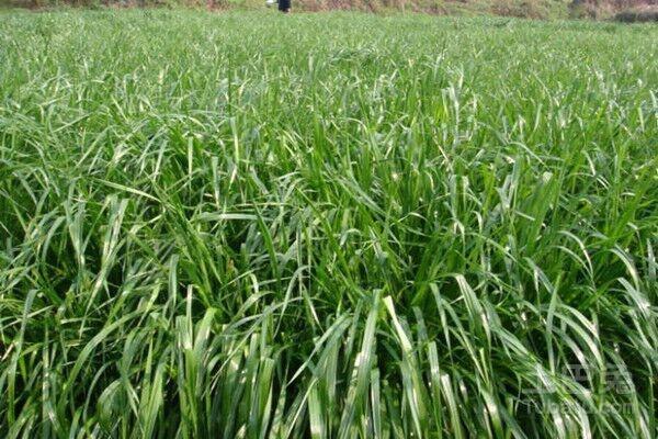 冬牧—70黑麥草牧草種子 冬牧—70黑麥草牧草種子