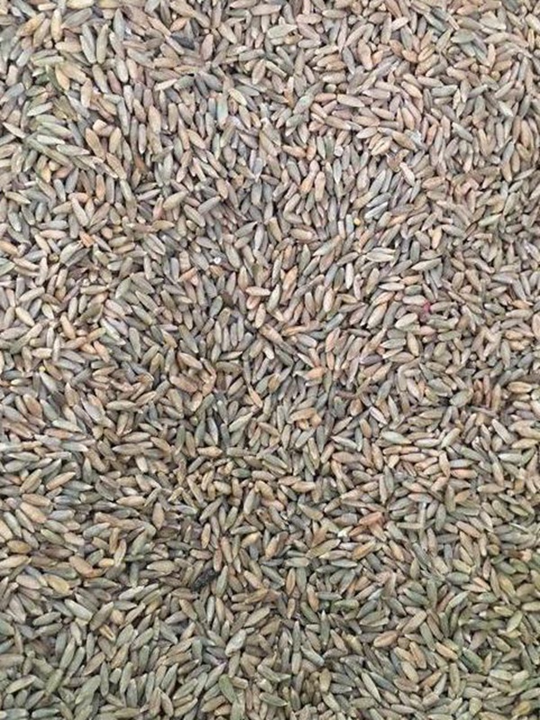 立秋后適合種植的牧草有哪些？種植方法是什么？