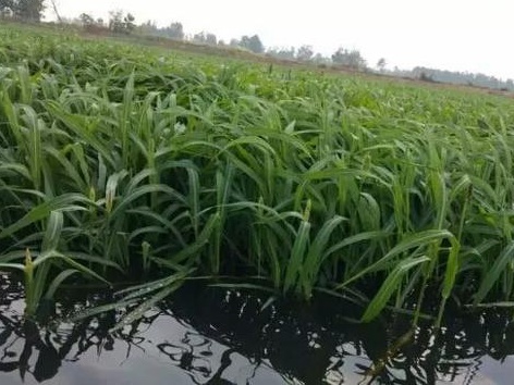 種植小米草的優(yōu)勢在哪里？養(yǎng)殖小龍蝦怎么樣？