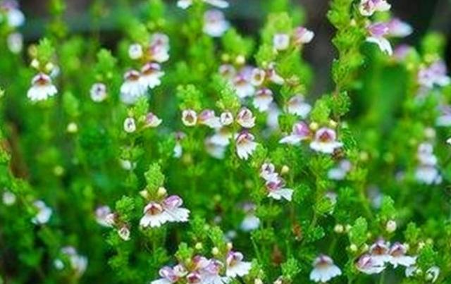 要想小米草種的好，要學(xué)會種植的技巧與方法