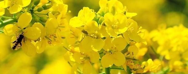 油菜種子如何種，種植方法是什么？