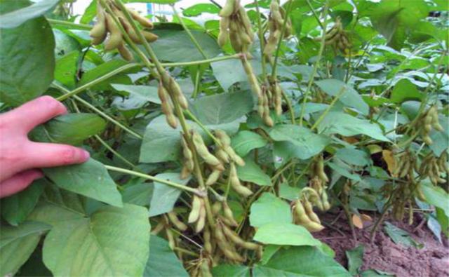 種植黑豆時(shí)，掌握技術(shù)方法產(chǎn)量能提升
