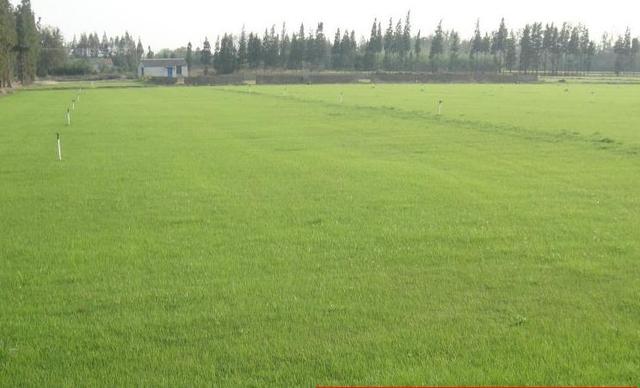 草坪種植養(yǎng)護(hù)技術(shù) 以及種植方法