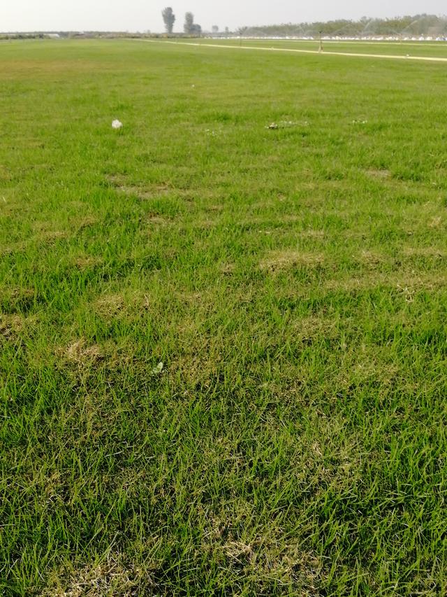 要想草坪長得好，草坪修剪也是必不可少的