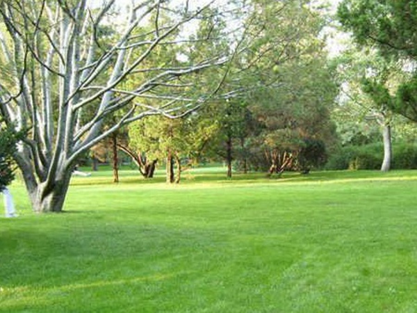 草坪種子常見的有哪些？該怎么樣育苗？